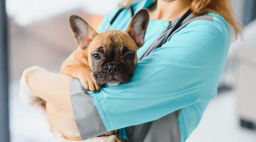 We Know Insurance: The Complete Guide to Pet Veterinary Coverage