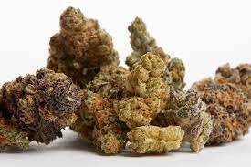 The description of the cannabis sativa plant