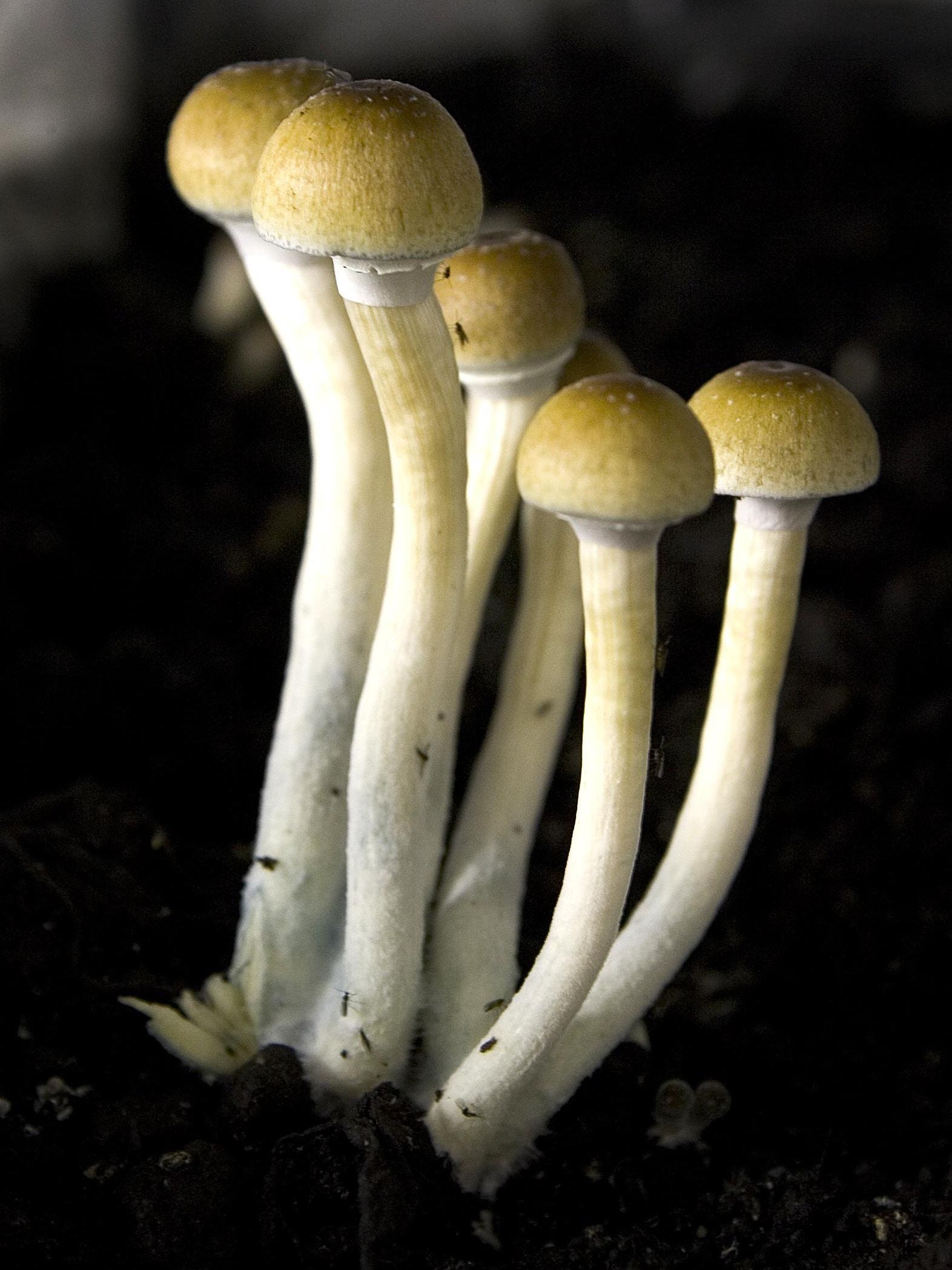 How Psychedelics Can Treat Depression?